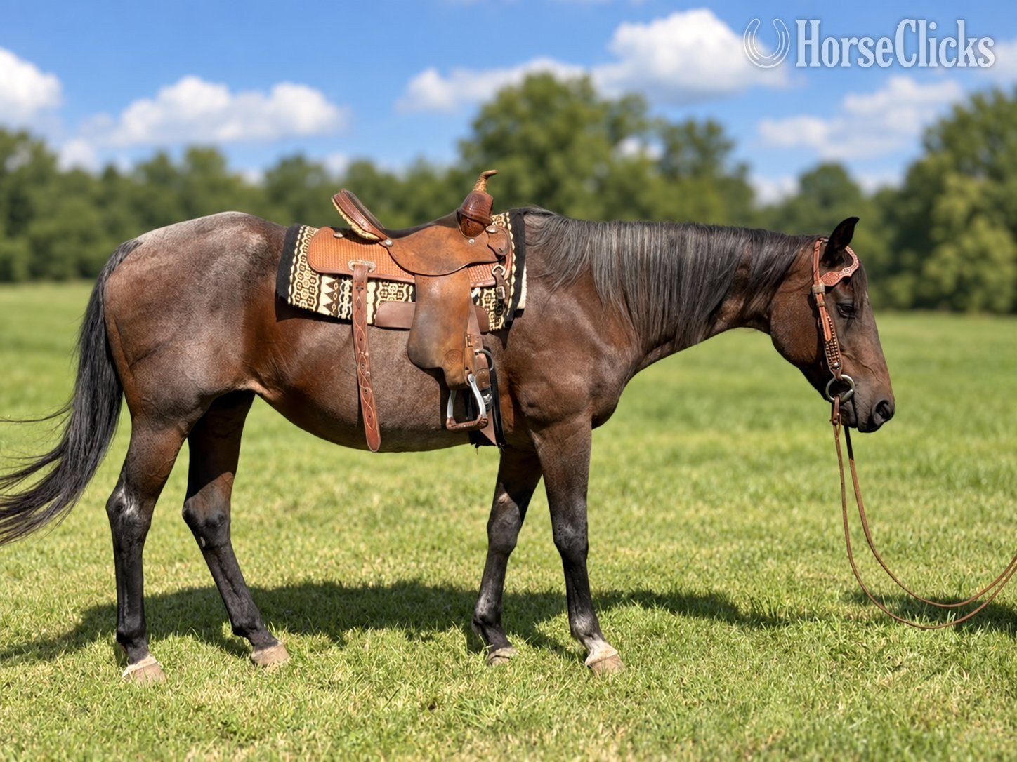 "Annie" Bay Roan Mare Quarter Horse - Quarter Horse