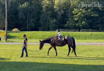 "Annie" Bay Roan Mare Quarter Horse