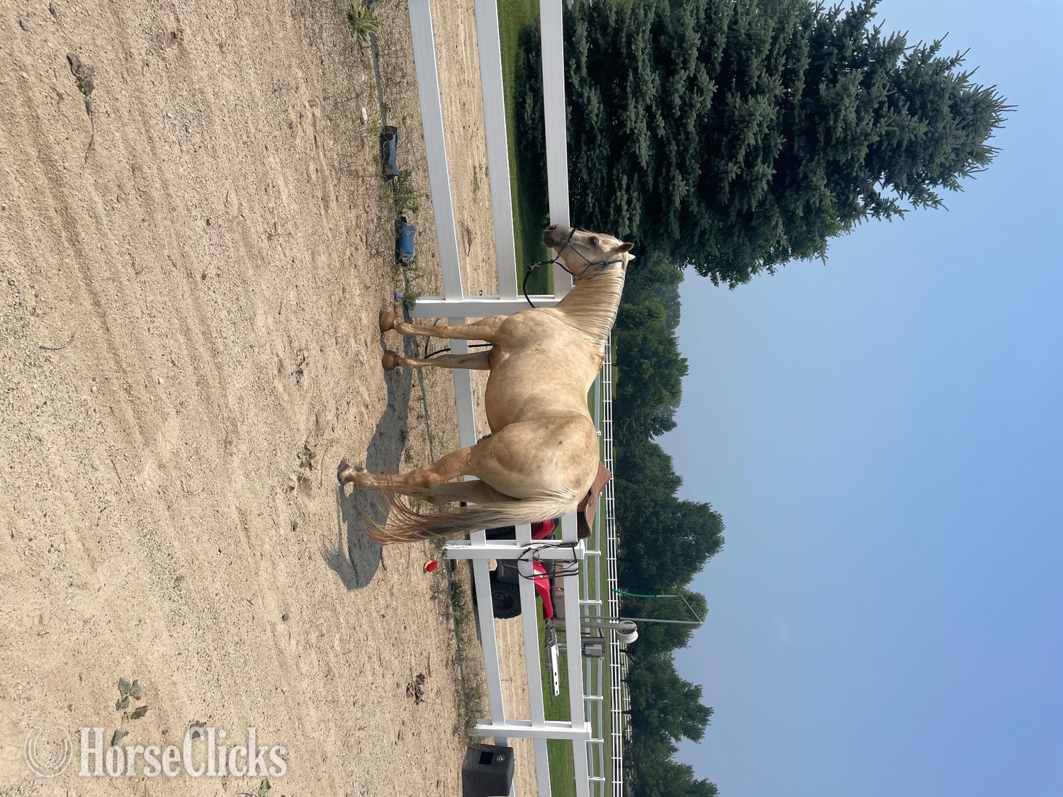 "Sully" Palomino Gelding Quarter Horse