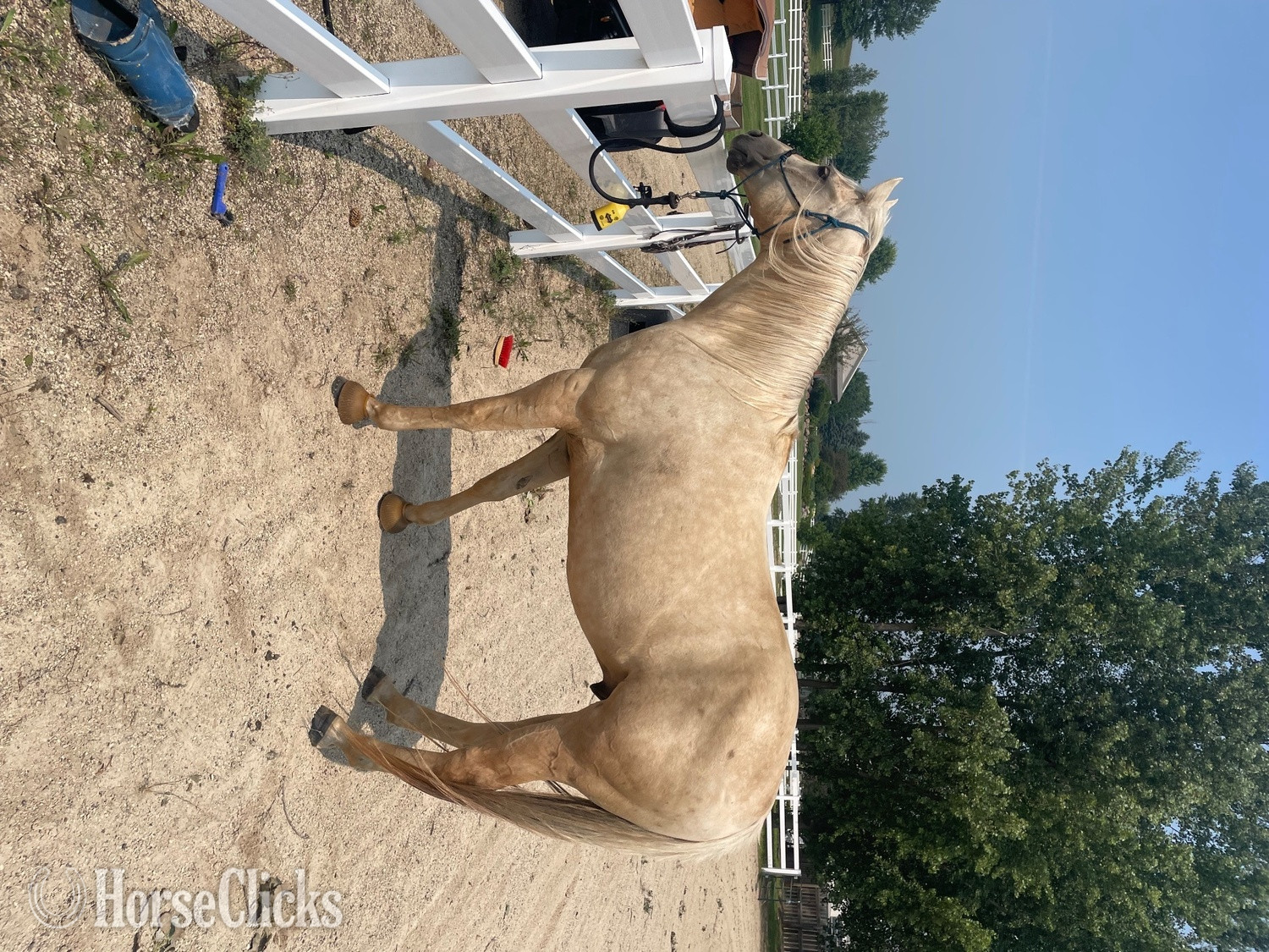Wisconsin "Sully" Palomino Gelding Quarter Horse