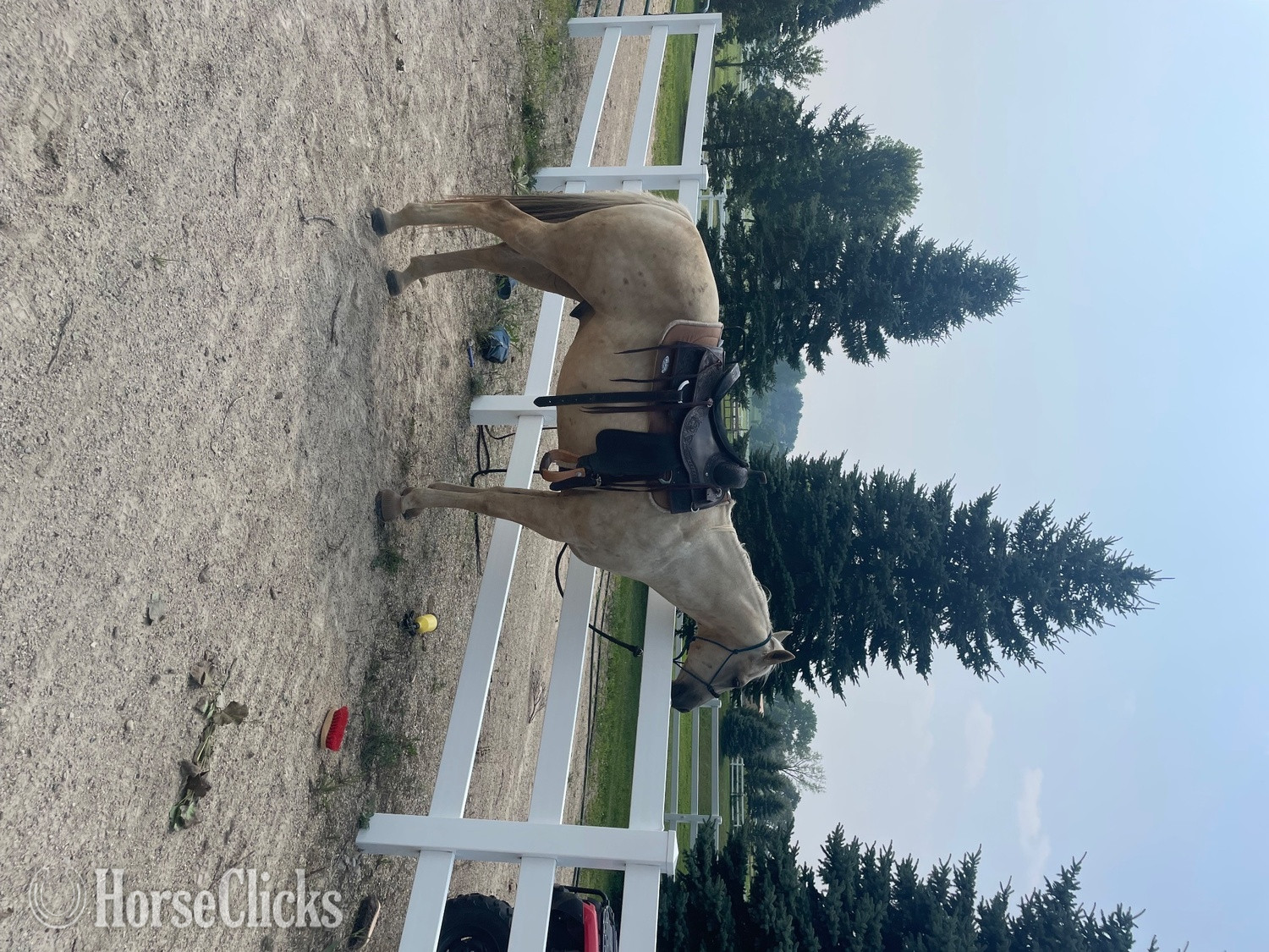 "Sully" Palomino Gelding Quarter Horse - Quarter Horse in Wisconsin
