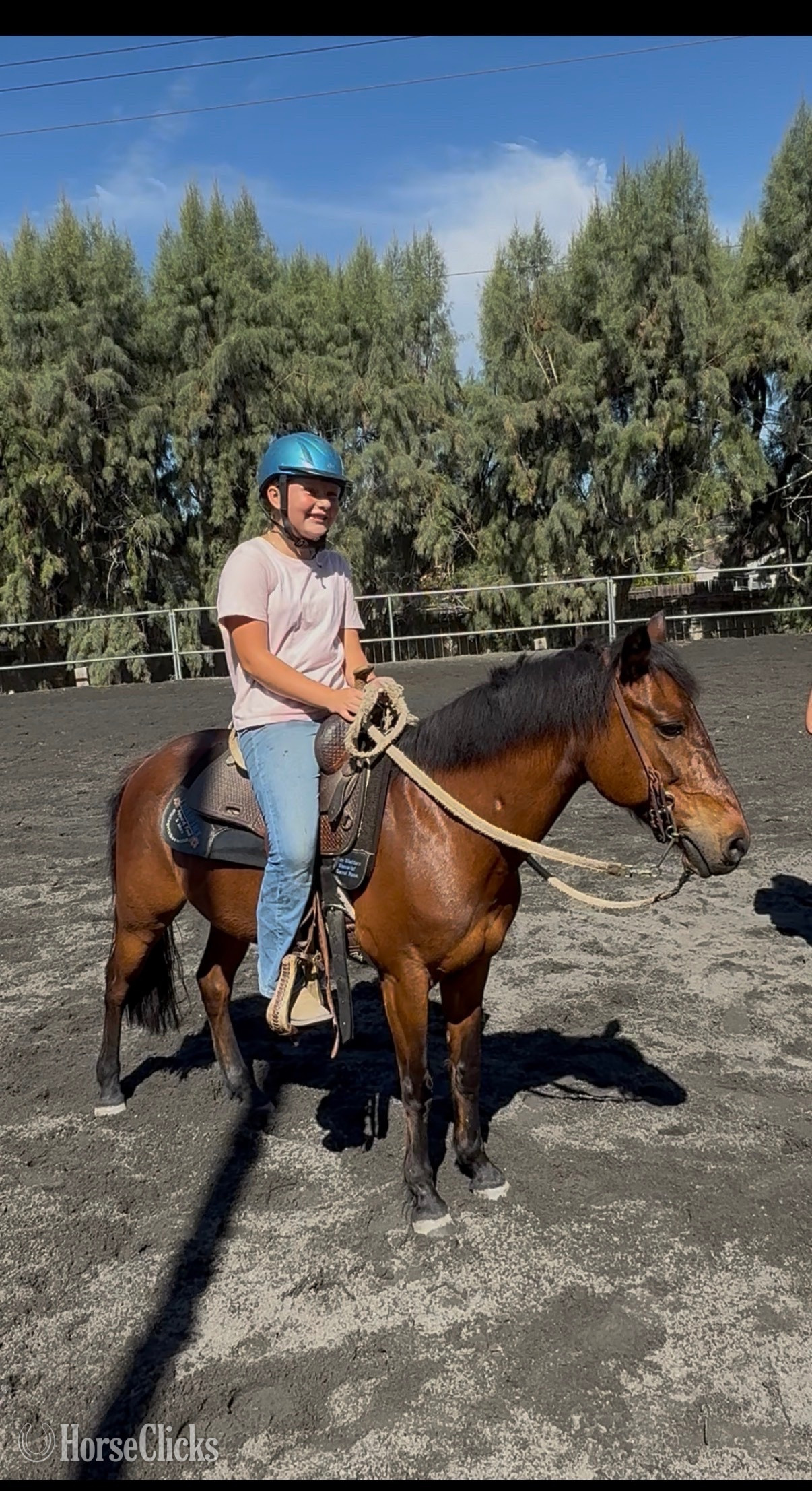 "Glitter" Bay Mare Pony