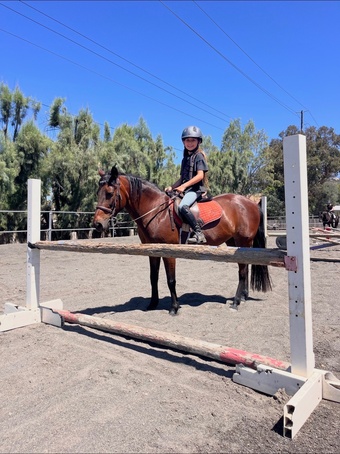 "Glitter" Bay Mare Pony