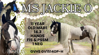 "Ms Jackie O" Piebald Mare Gypsy Vanner