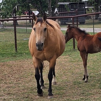 "Docs Rocking Queen" Buckskin Mare Quarter Horse