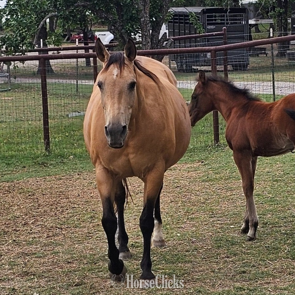 "Docs Rocking Queen" Buckskin Mare Quarter Horse in Texas