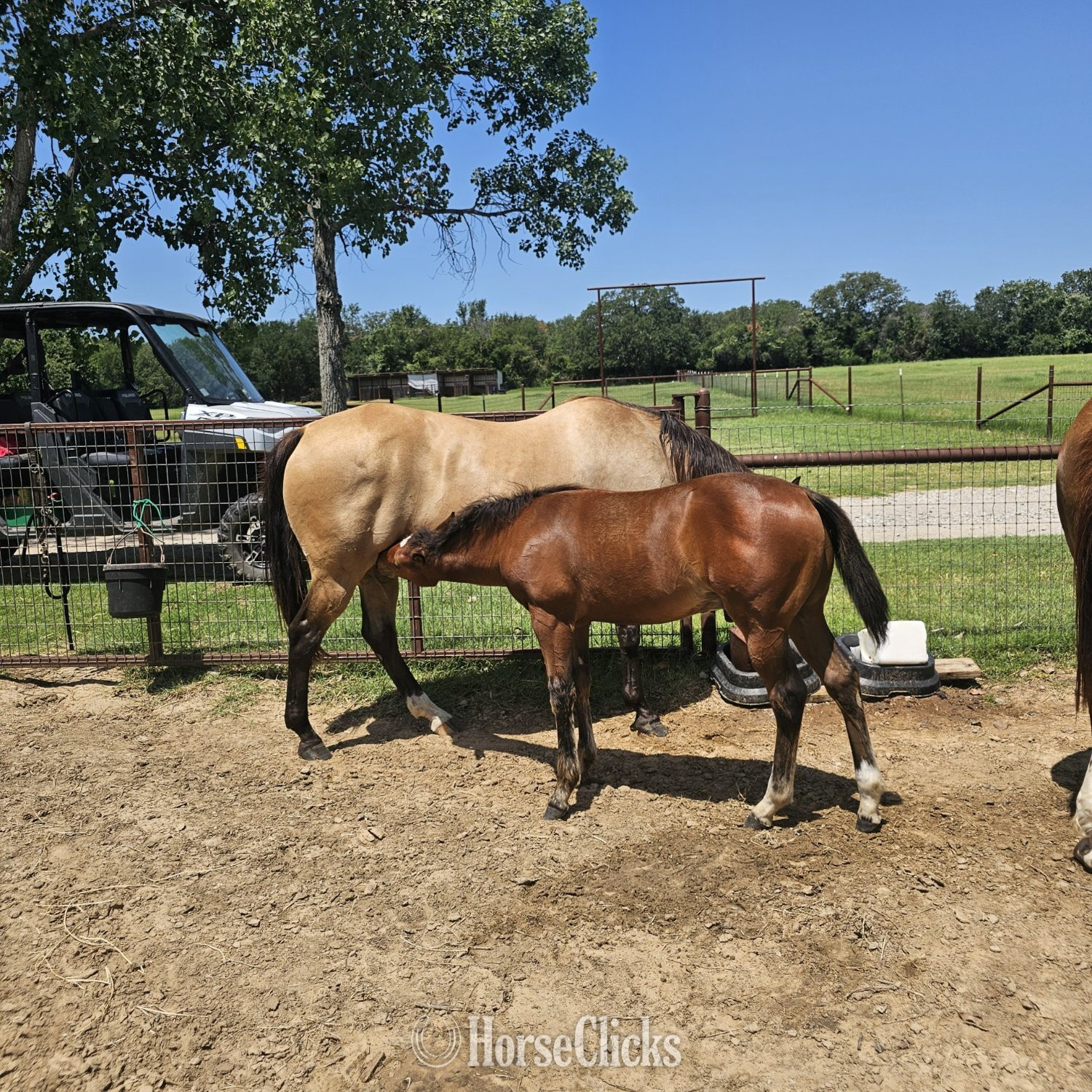 "Docs Rocking Queen" Buckskin Mare Quarter Horse