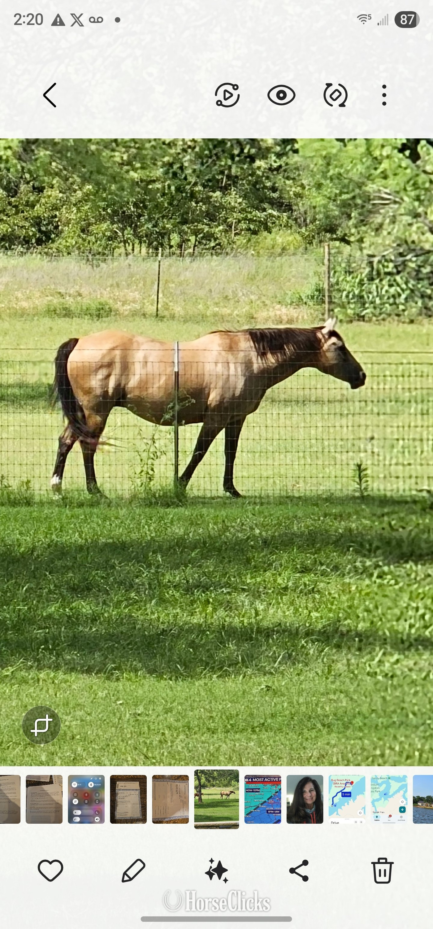 Texas "Docs Rocking Queen" Buckskin Mare Quarter Horse
