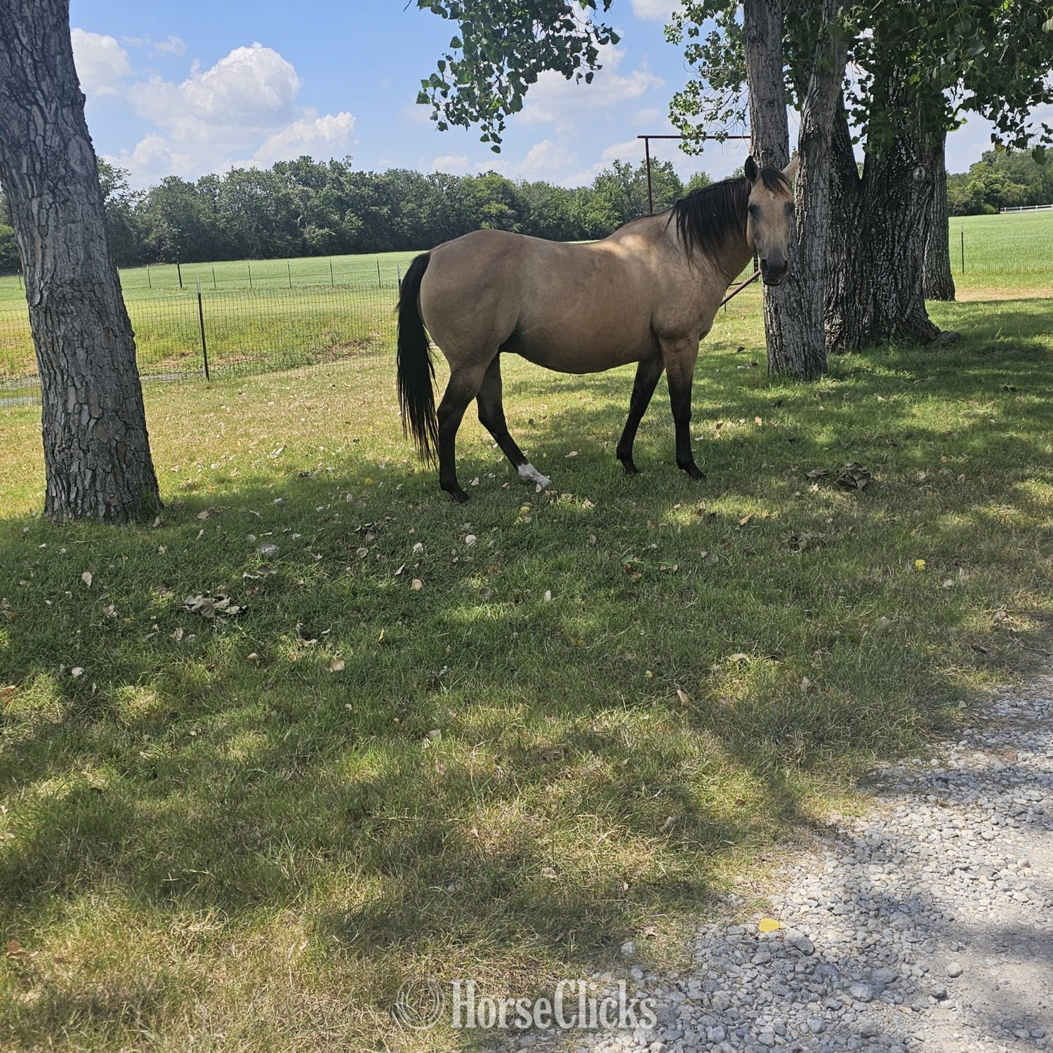 "Docs Rocking Queen" Buckskin Mare Quarter Horse - Quarter Horse in Texas