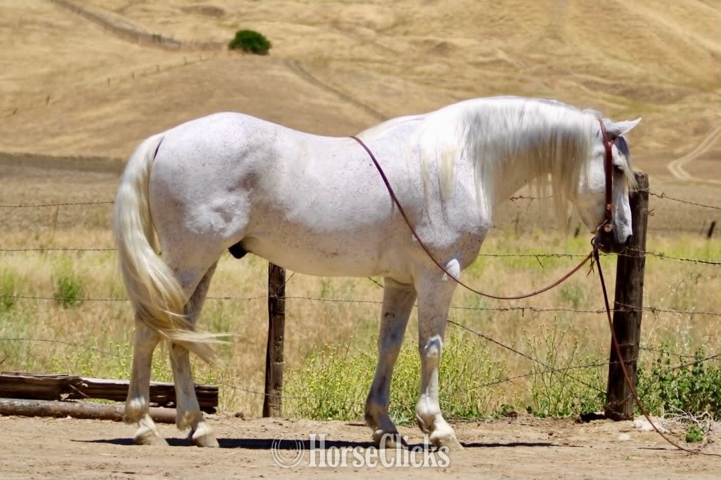 "CISCO" Grey Gelding Quarter Horse in California