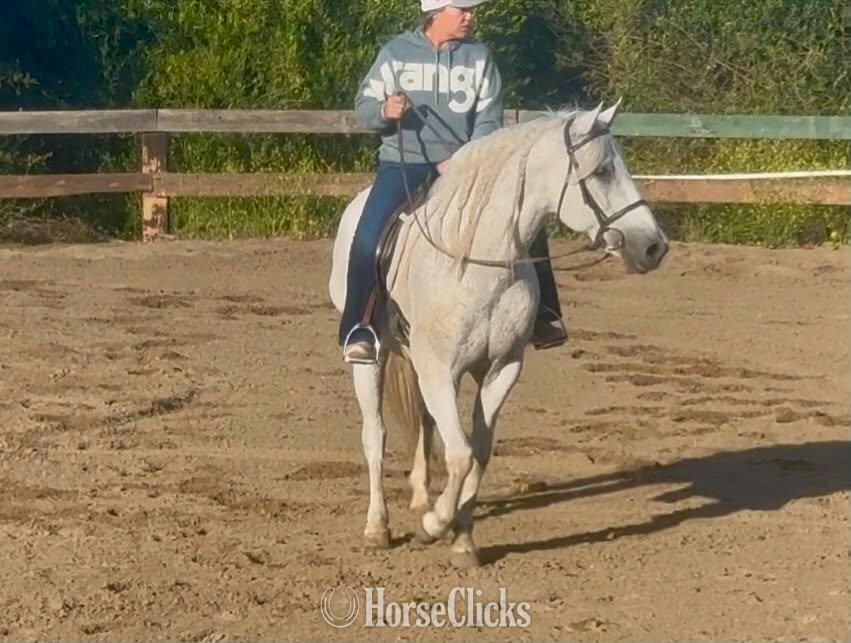 "CISCO" Grey Gelding Quarter Horse