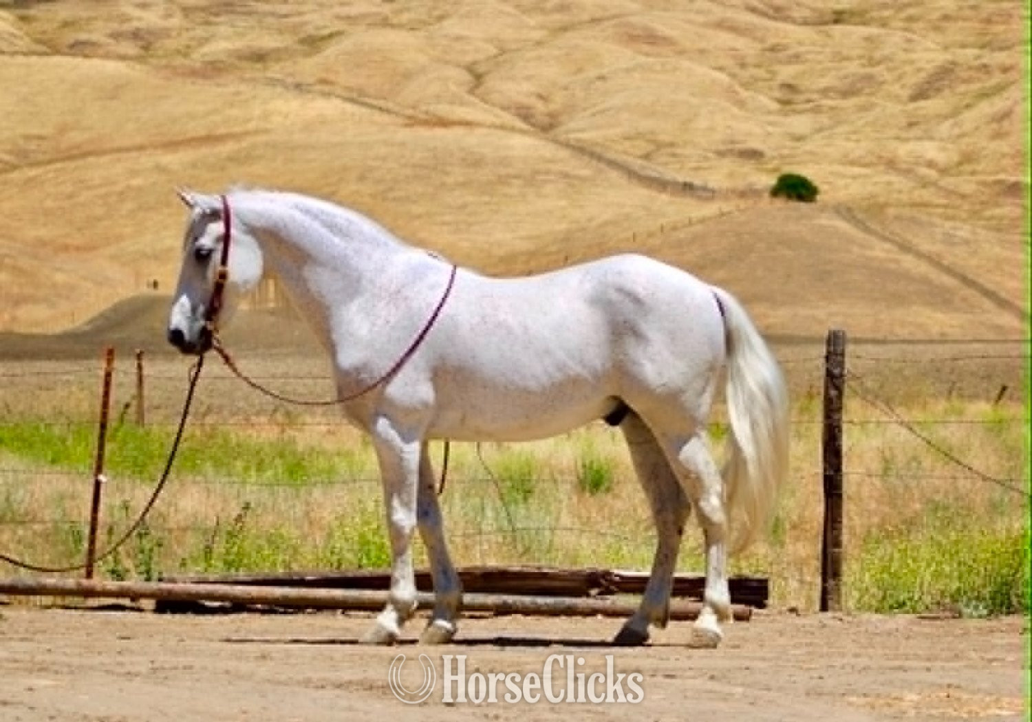 California "CISCO" Grey Gelding Quarter Horse