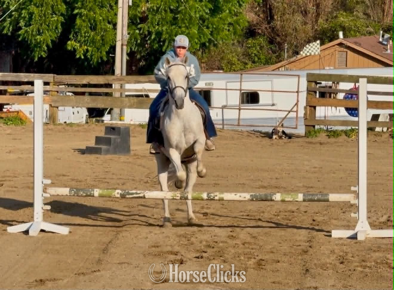 "CISCO" Grey Gelding Quarter Horse - Quarter Horse in California