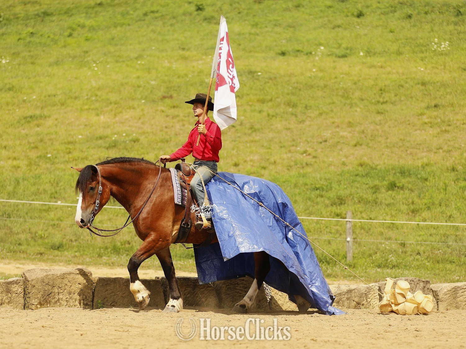 "Waylon" Bay Gelding Draft