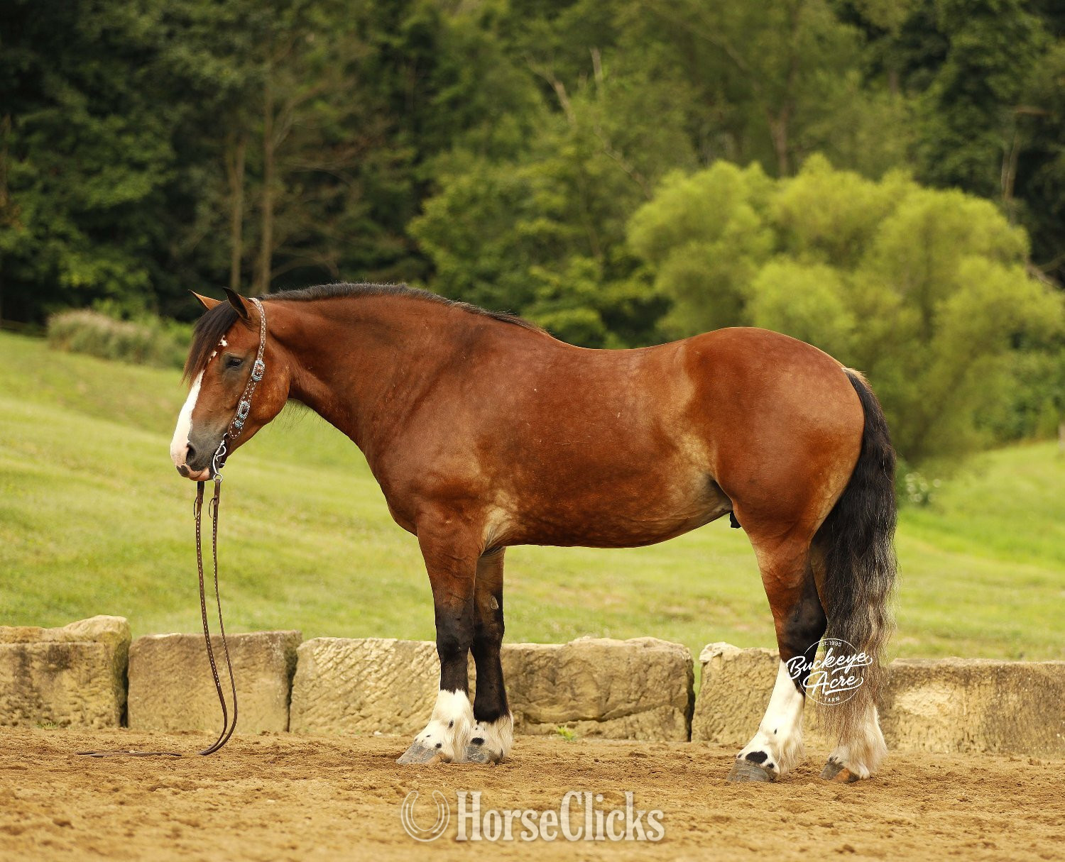 Ohio "Waylon" Bay Gelding Draft