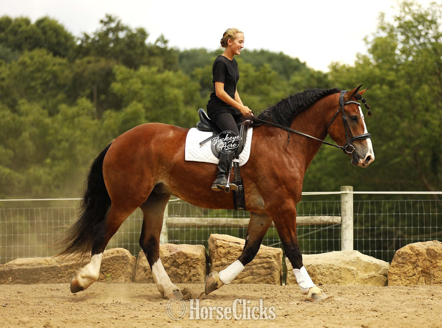 "Waylon" Bay Gelding Draft - Draft in Ohio