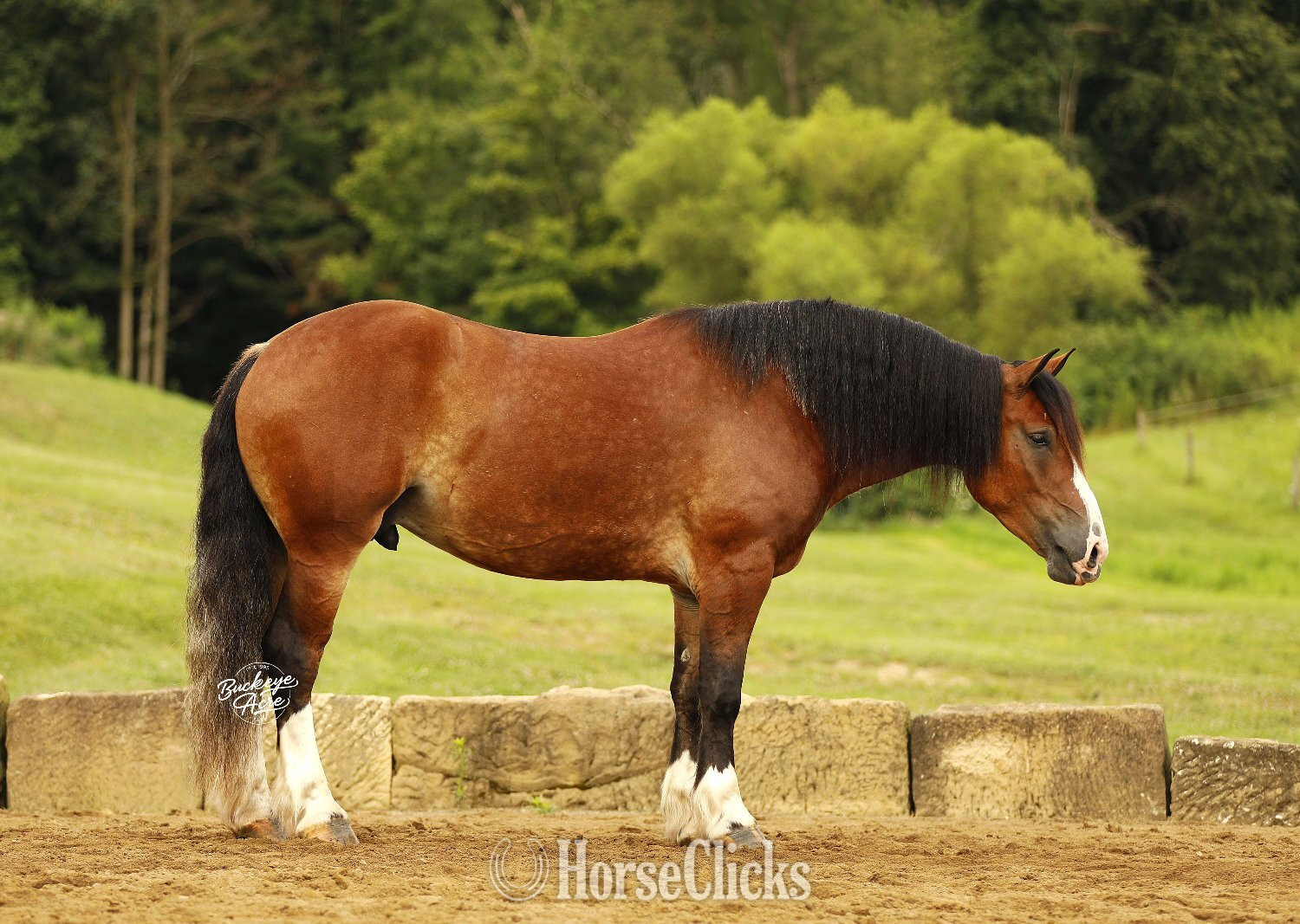 "Waylon" Bay Gelding Draft - Draft