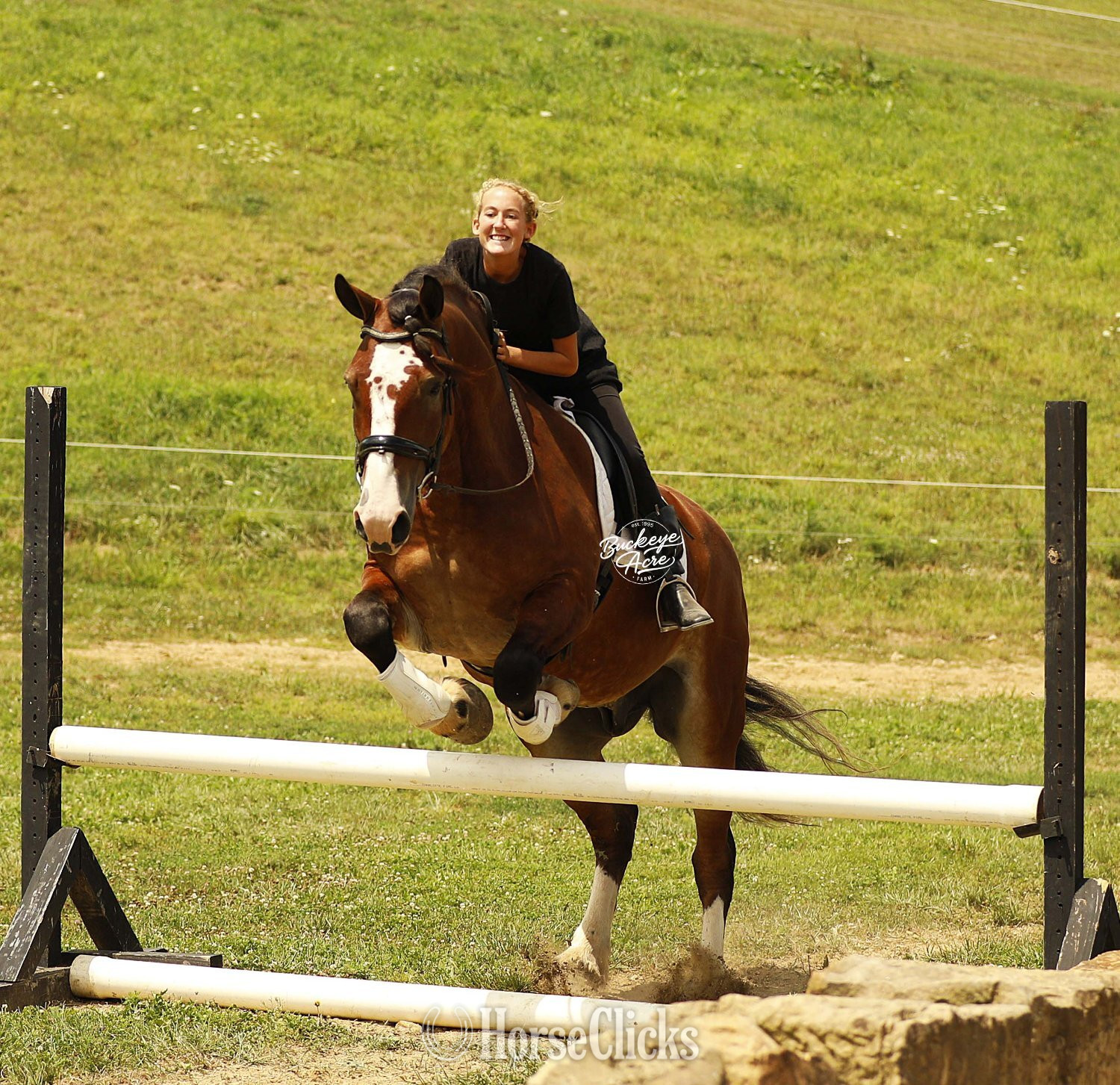 "Waylon" Bay Gelding Draft Ohio