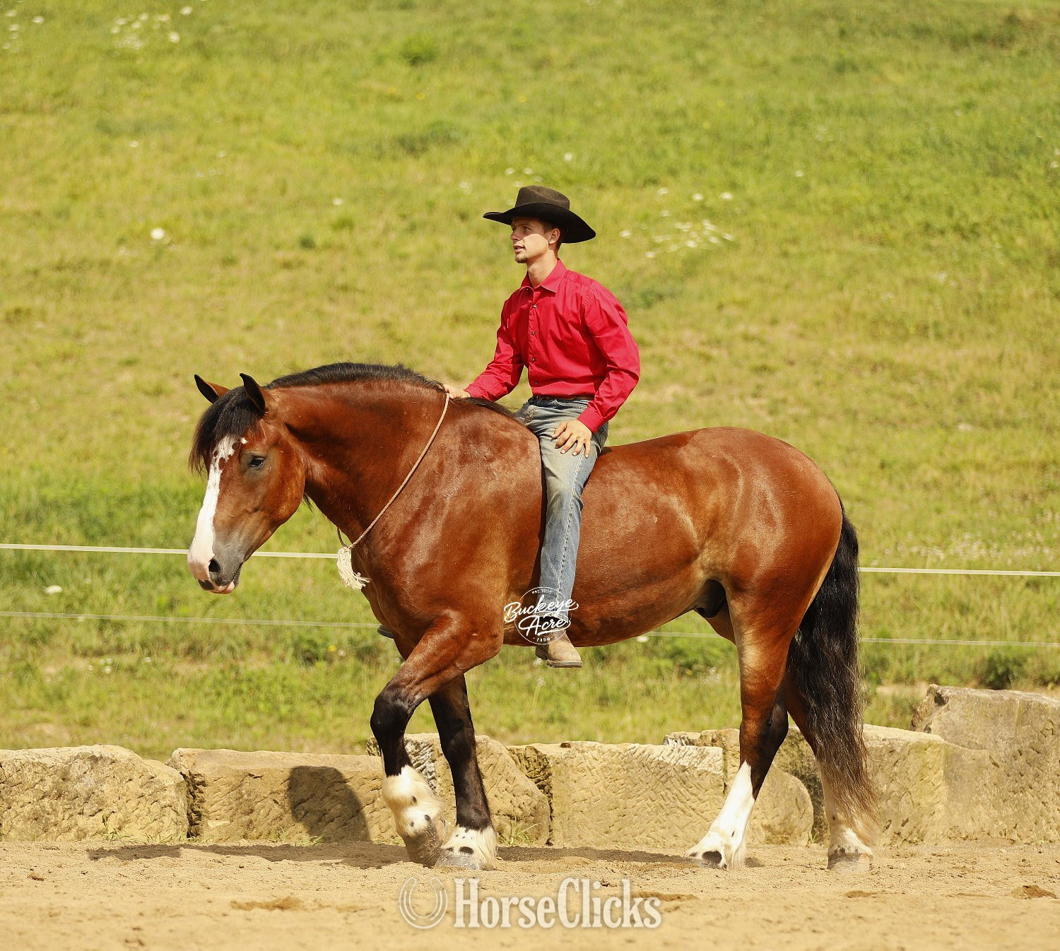 Draft - "Waylon" Bay Gelding Draft