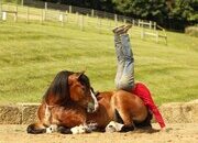 "Waylon" Bay Gelding Draft