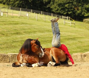 "Waylon" Bay Gelding Draft