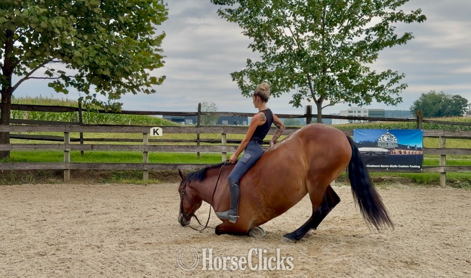 "Johnny" Bay Gelding Percheron