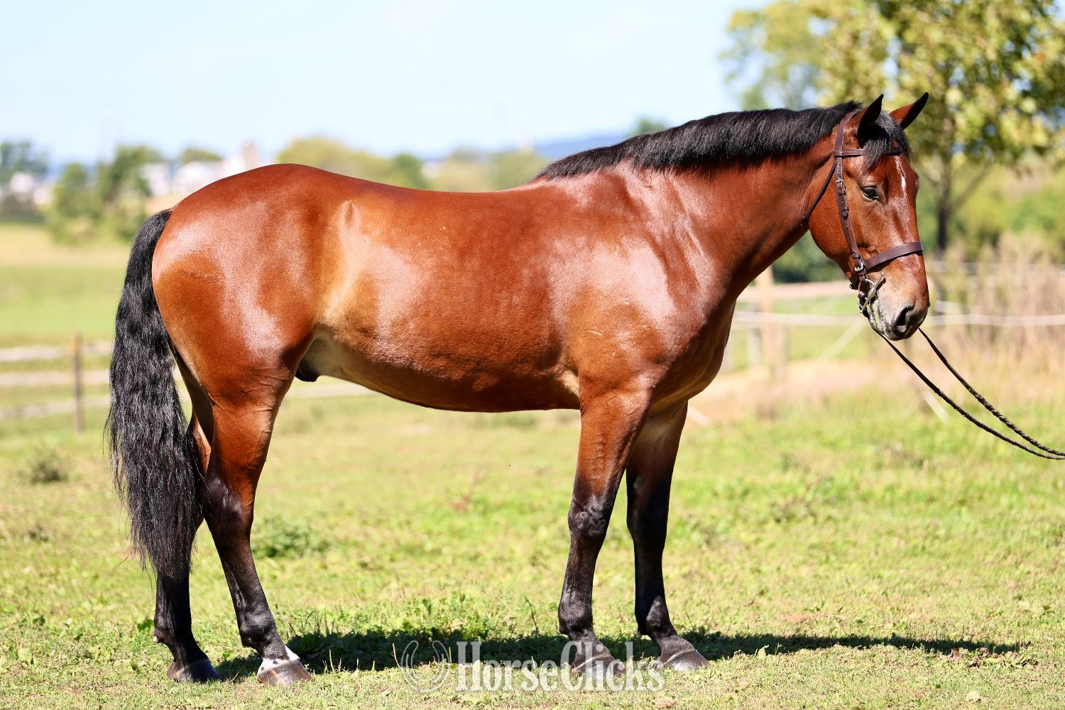 Pennsylvania "Johnny" Bay Gelding Percheron