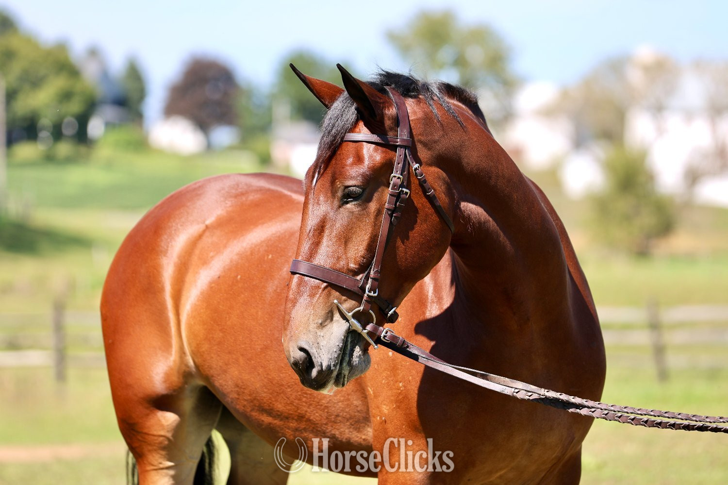 Percheron - "Johnny" Bay Gelding Percheron