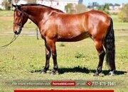 "Johnny" Bay Gelding Percheron