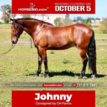 "Johnny" Bay Gelding Percheron
