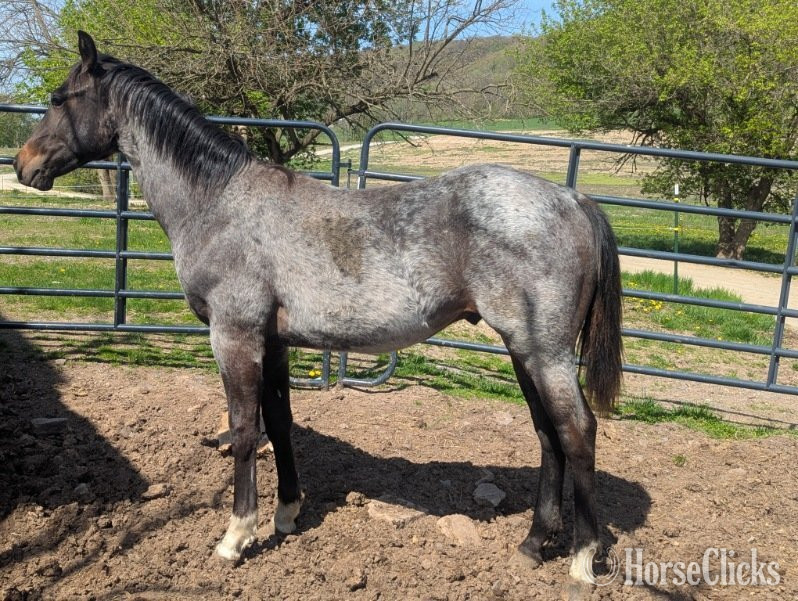 "Gray Stud Colt"  Colt Quarter Horse in Pennsylvania