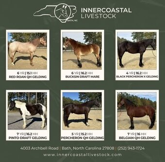 "Innercoastal Livestock" Bay Gelding Quarter Horse