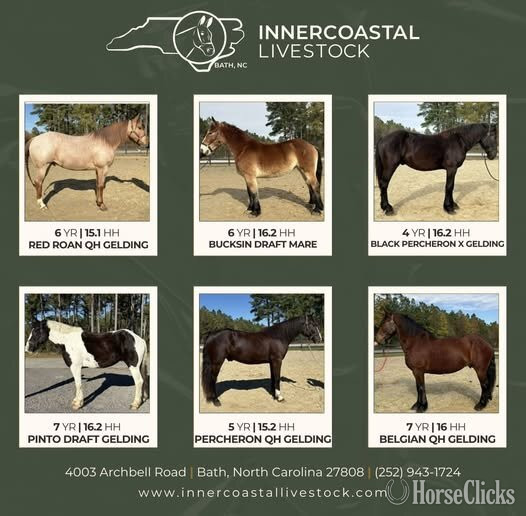 "Innercoastal Livestock" Bay Gelding Quarter Horse in North Carolina