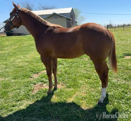 "Lola" Sorrel Filly Quarter Horse in Florida