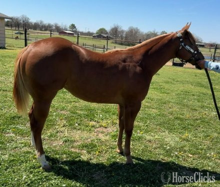 "Lola" Sorrel Filly Quarter Horse