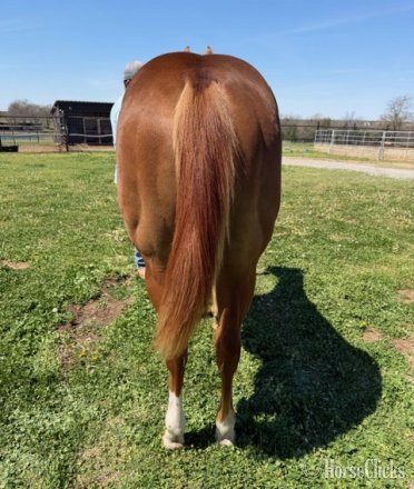 Florida "Lola" Sorrel Filly Quarter Horse