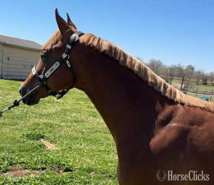 "Lola" Sorrel Filly Quarter Horse - Quarter Horse in Florida
