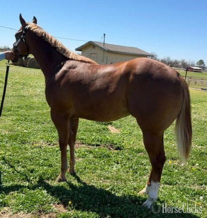 "Lola" Sorrel Filly Quarter Horse - Quarter Horse