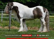 "DaVinci " Pinto Gelding Gypsy Vanner