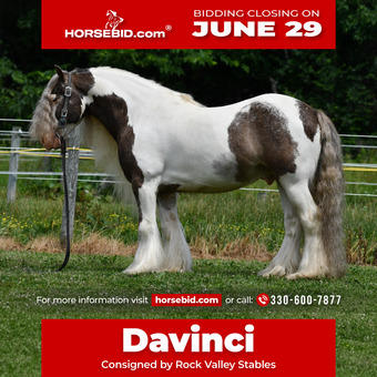 "DaVinci " Pinto Gelding Gypsy Vanner