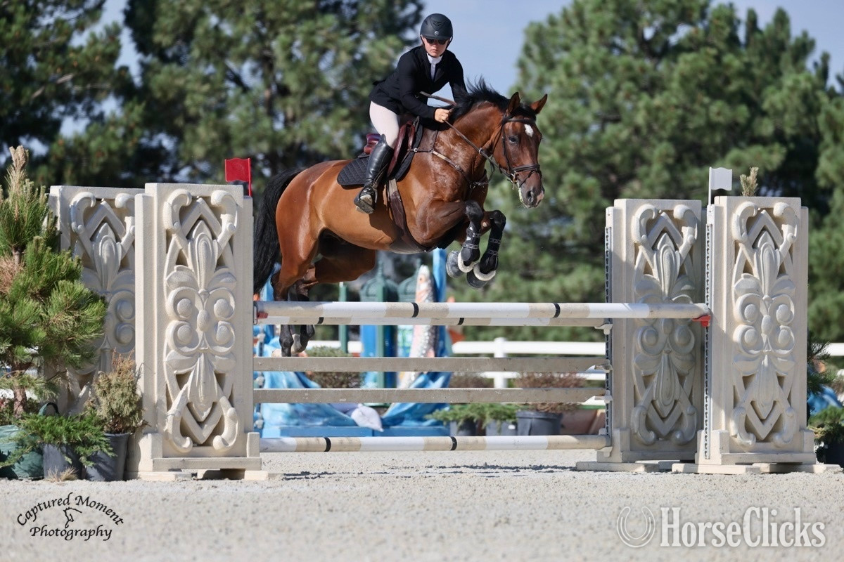 "Polka VD Watermolen" Bay Gelding Warmblood