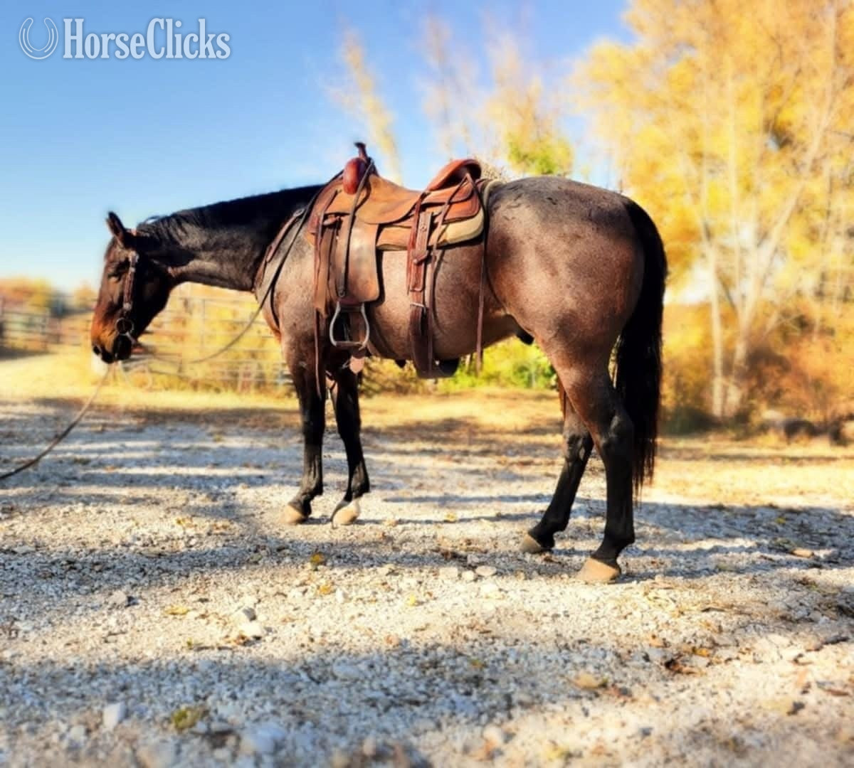 "LCR Playdox Blue" Bay Roan Gelding Quarter Horse in Illinois
