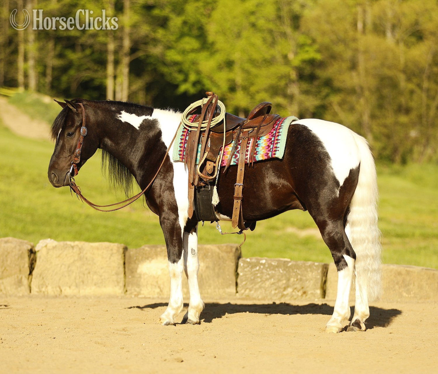 Ohio "Marshal" Piebald Gelding Pony