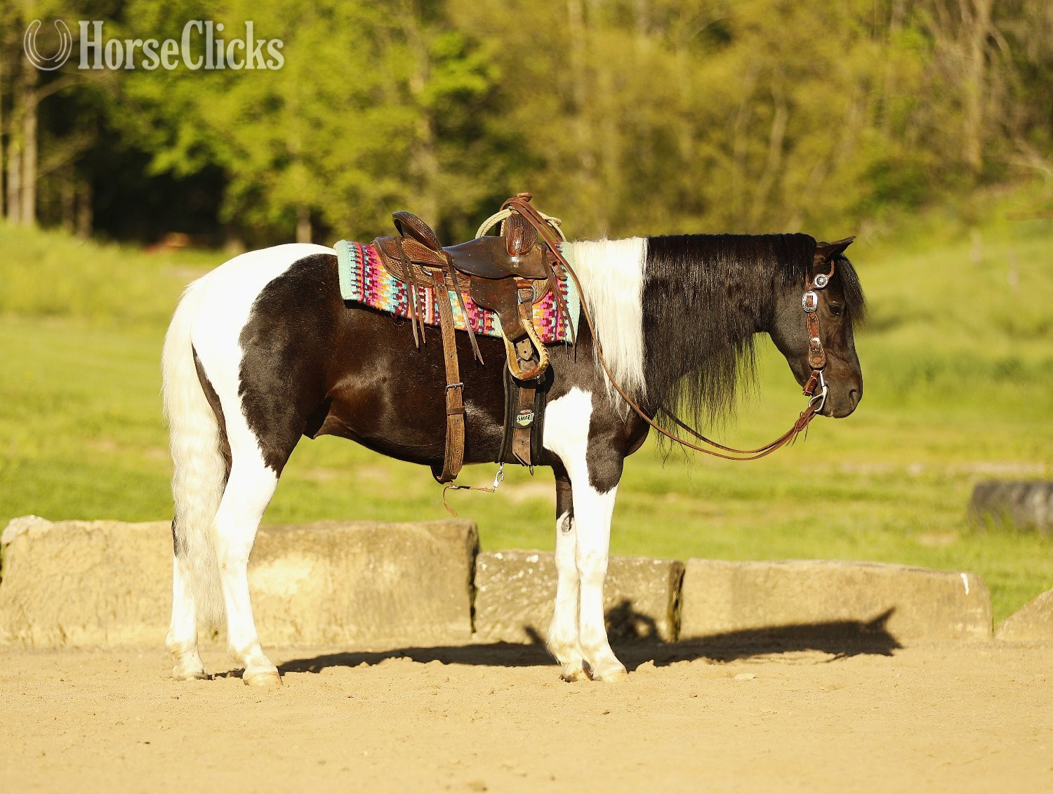 "Marshal" Piebald Gelding Pony - Pony in Ohio