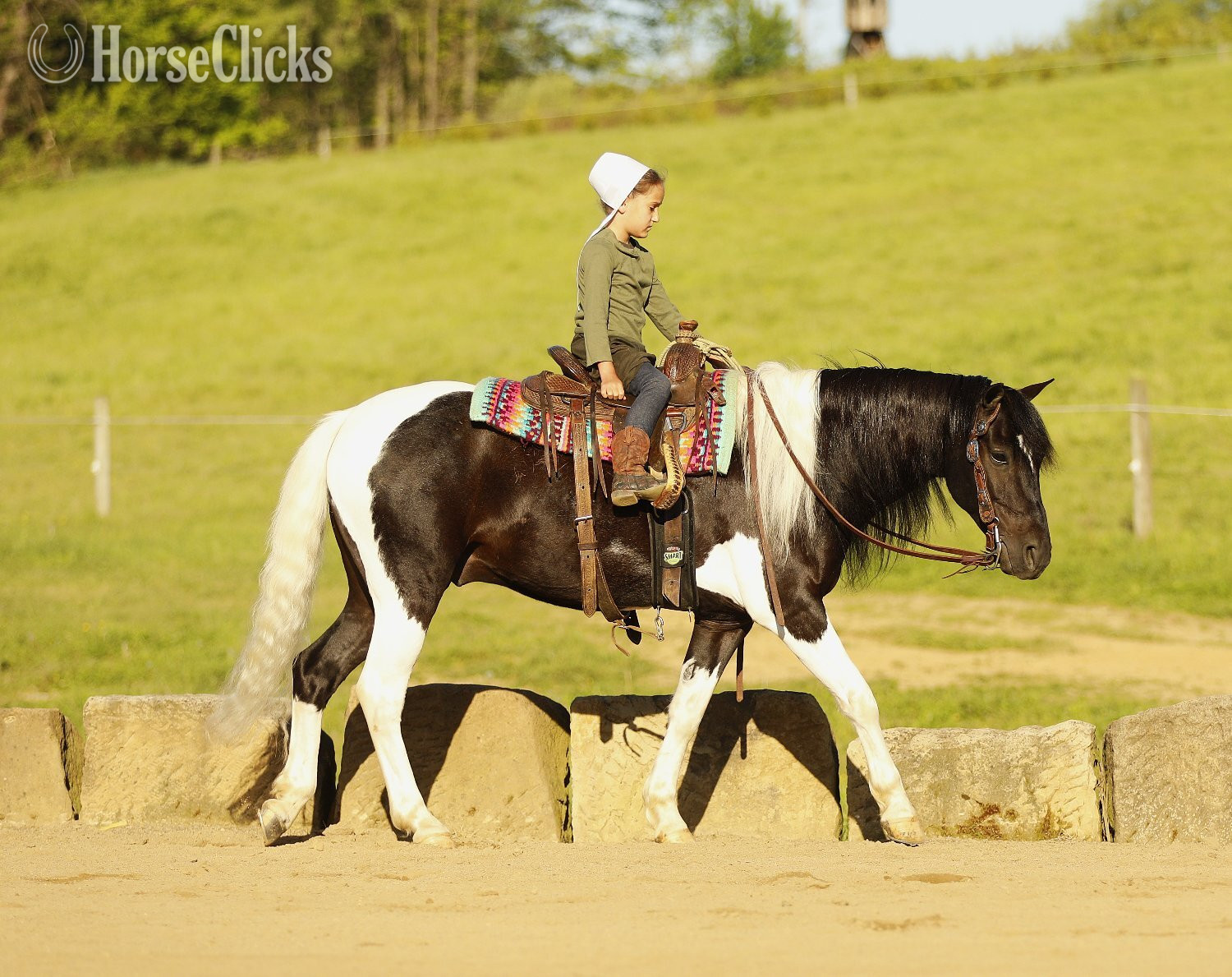 "Marshal" Piebald Gelding Pony - Pony