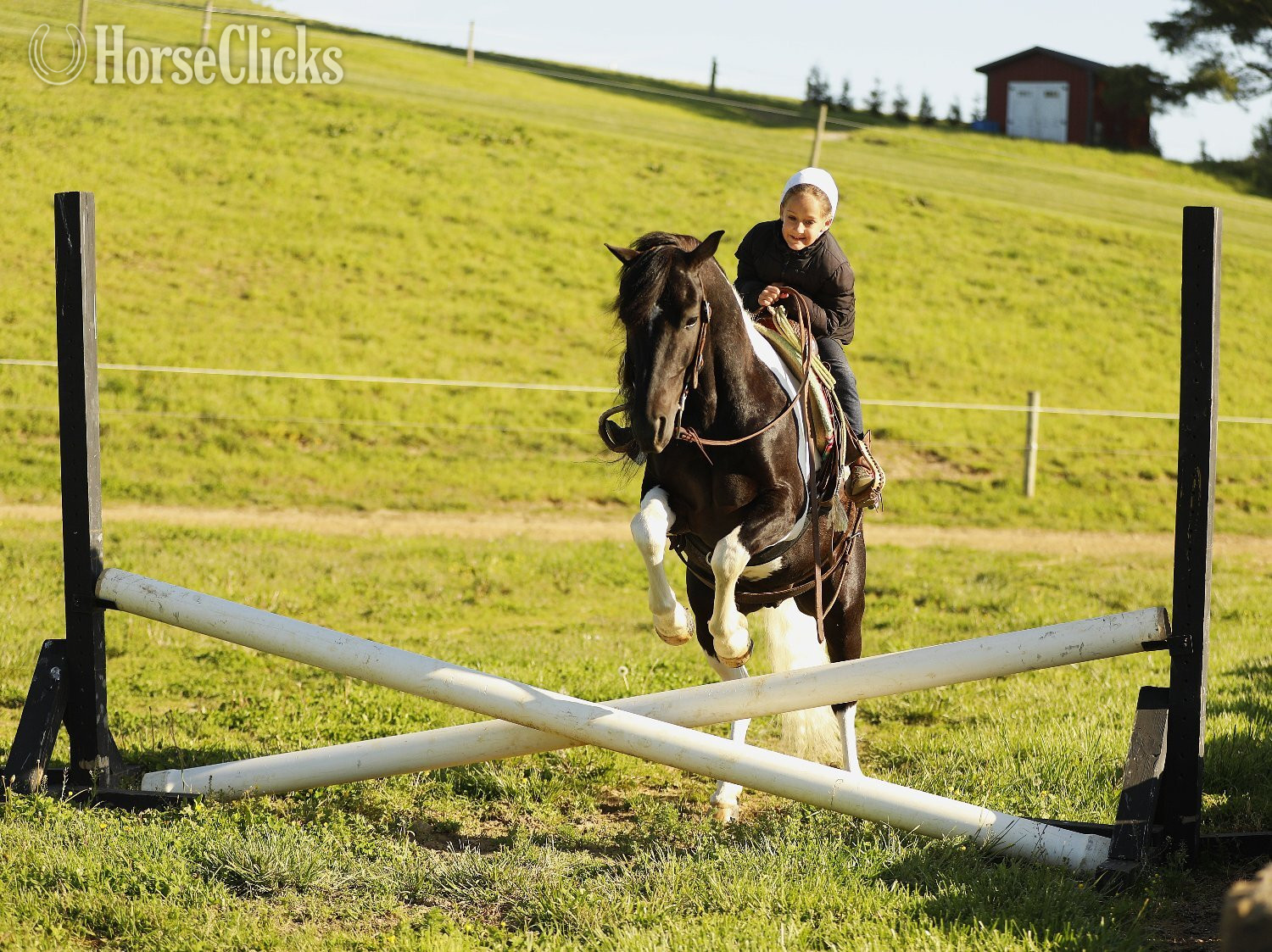 "Marshal" Piebald Gelding Pony Ohio