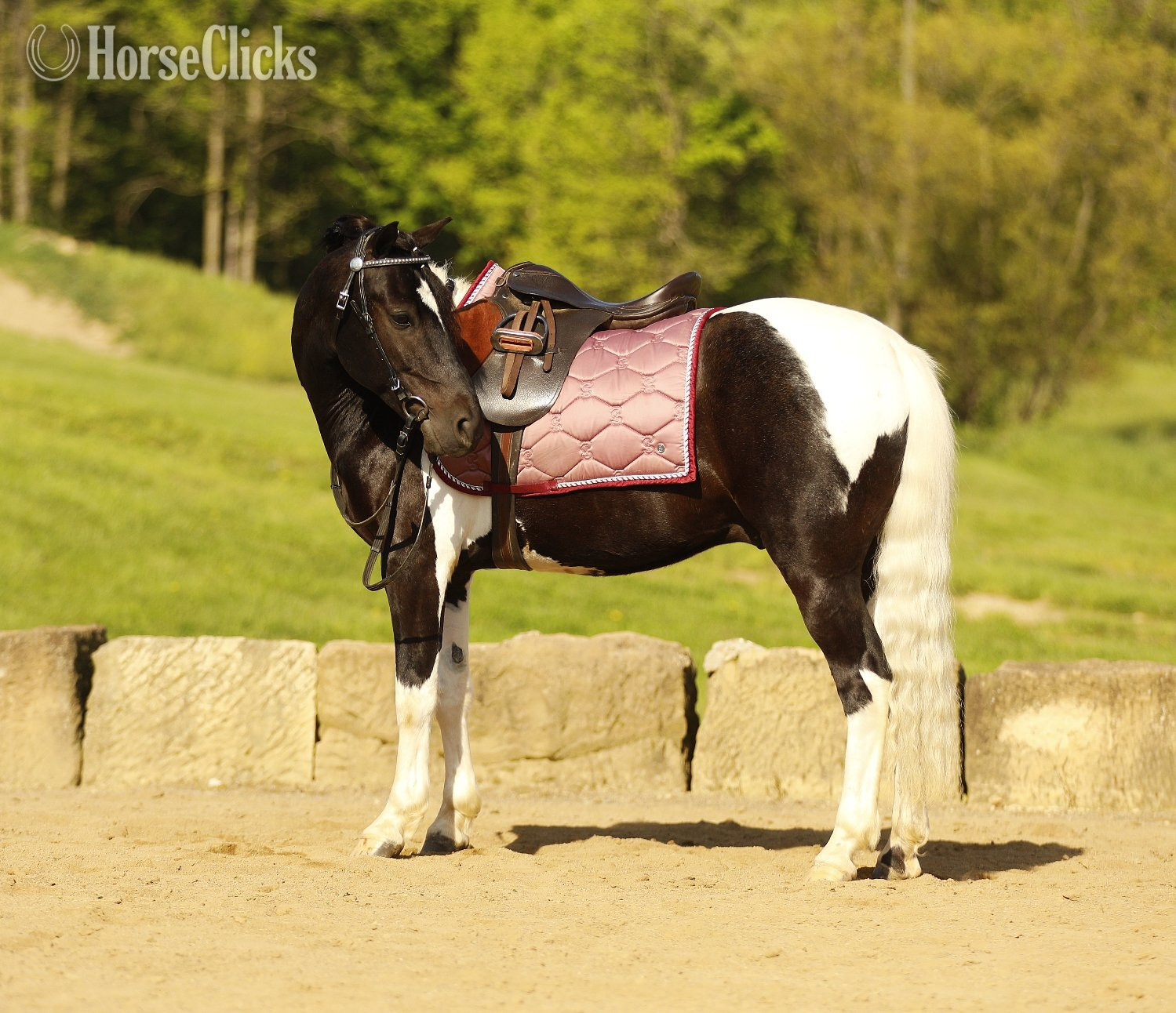 Pony - "Marshal" Piebald Gelding Pony