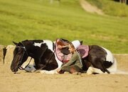 "Marshal" Piebald Gelding Pony