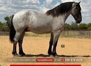 "Sebastian" Blue Roan Gelding Draft