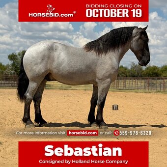 "Sebastian" Blue Roan Gelding Draft